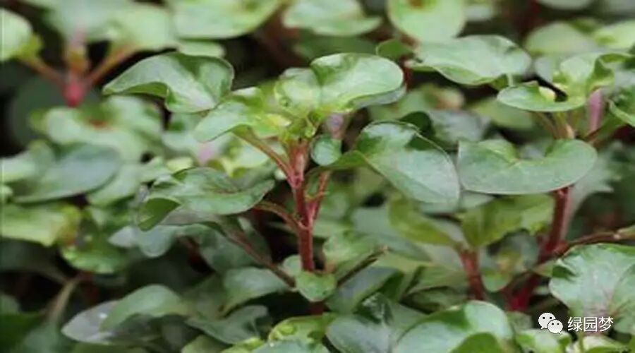 清热解毒的蔬菜新品锦绣苋