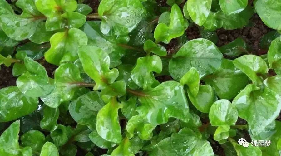 清热解毒的蔬菜新品锦绣苋