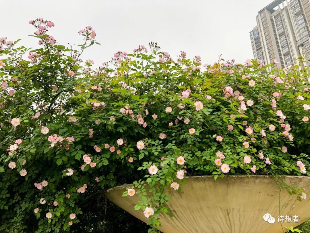 唐詩裏的薔薇花 雪花台湾