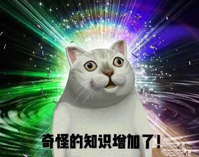 俚语新知：“央视猫叫”上热搜，网友看新闻云吸猫！“撸猫”用英语怎么说？