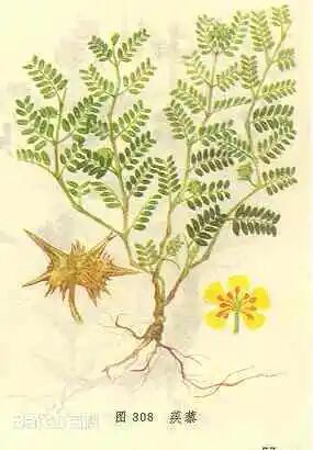 中药-蒺藜[jíli]的功效与作用