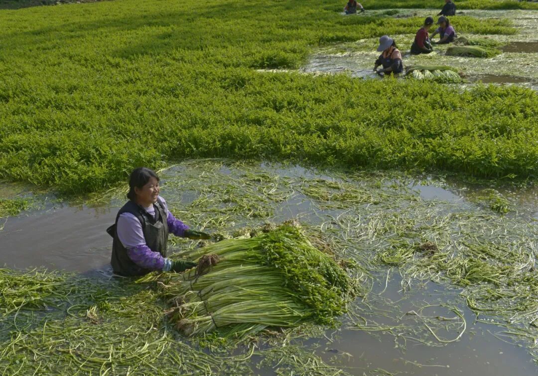 邕宁区春来水芹采收忙