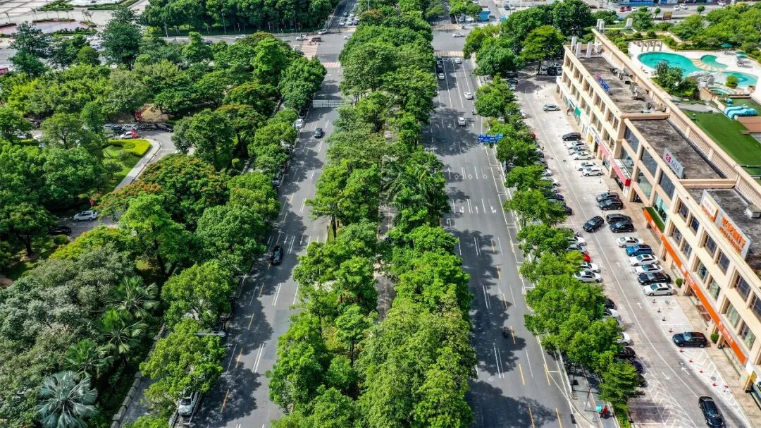 听 • 长安丨走在开满鲜花的长青路