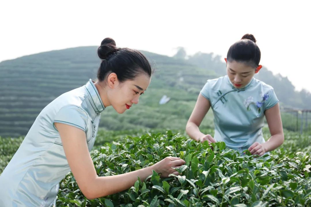 今年第一茬西湖龙井，喝到这一口，才算是春天啊！-第13张图片-茶世界