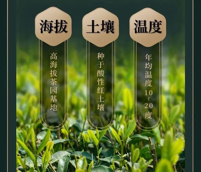 今年第一茬西湖龙井，喝到这一口，才算是春天啊！-第10张图片-茶世界