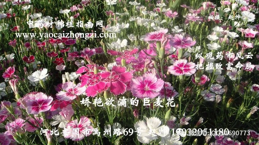 瞿麦:既有观赏价值，又有药用价值的好品种