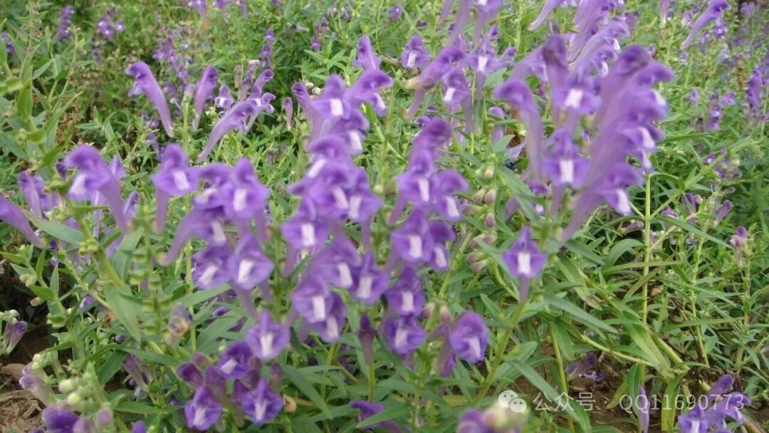 黄芩市场怎么样