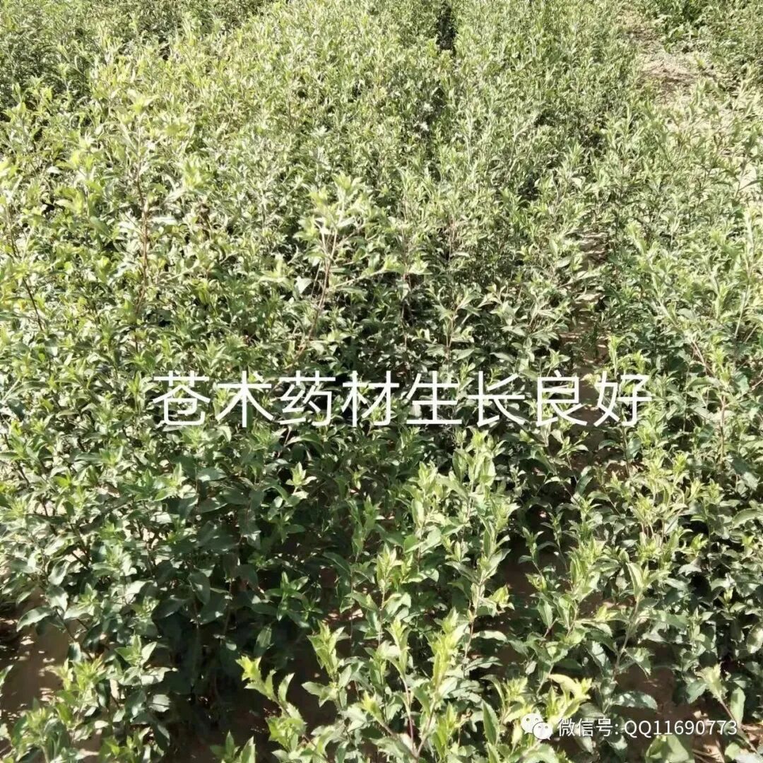 苍术 超跌反弹市场上畅销