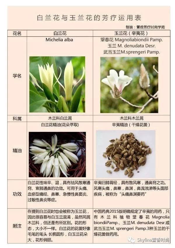 白兰花精油 不仅香 还能止咳化痰 强抗菌 用户 新浪博客