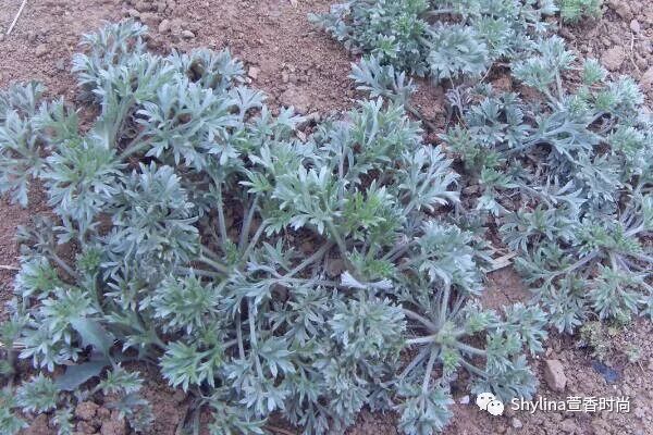 茵陈精油|保肝降火的精油来啦！