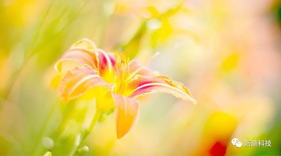 装修色彩萱草色世间不能遗忘的爱