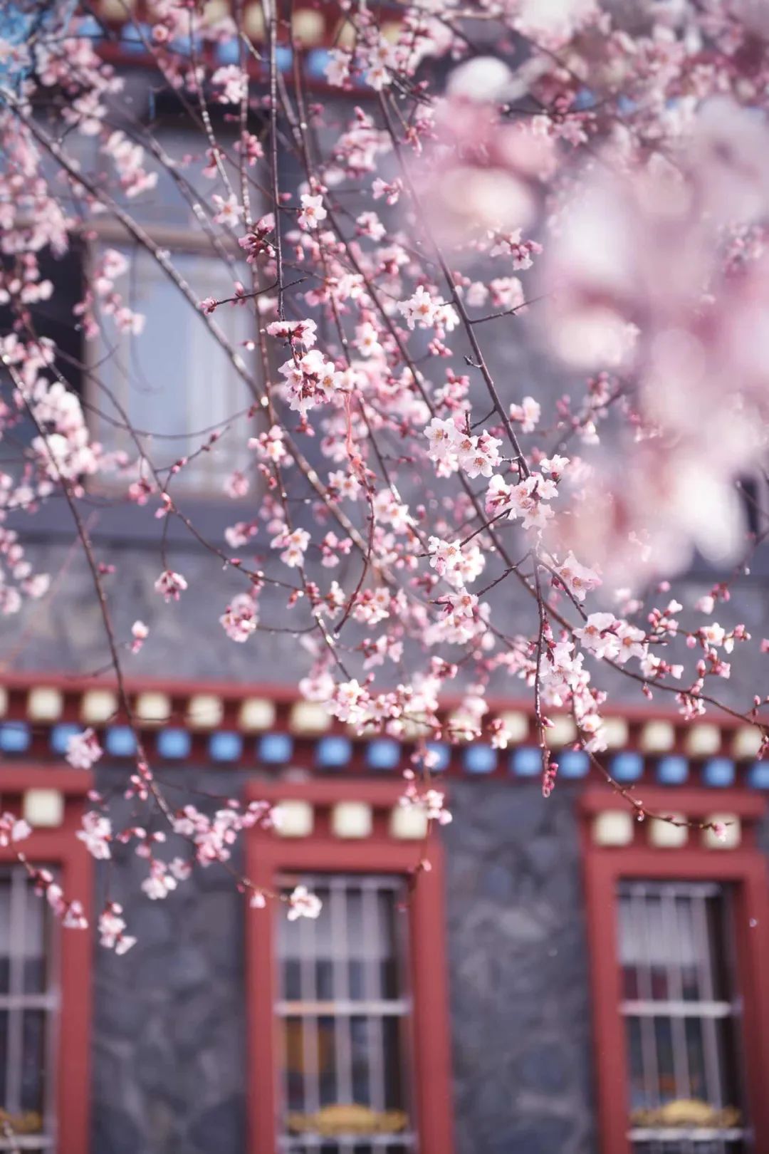 挖到一处桃源秘境，多次登榜《国家地理》春日必去！