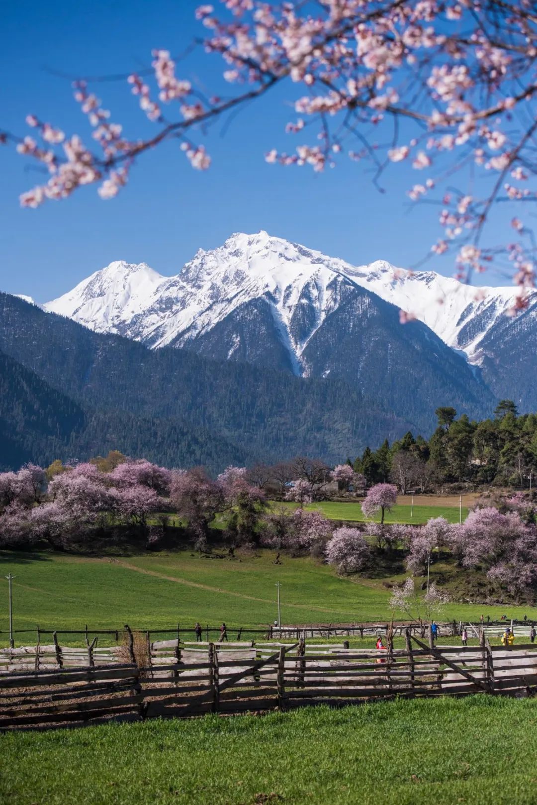 2024年西藏林芝旅游：挖到一处桃源秘境，多次登榜《国家地理》春日必去！