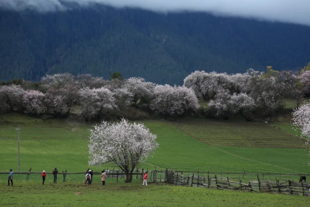 挖到一处桃源秘境，多次登榜《国家地理》春日必去！