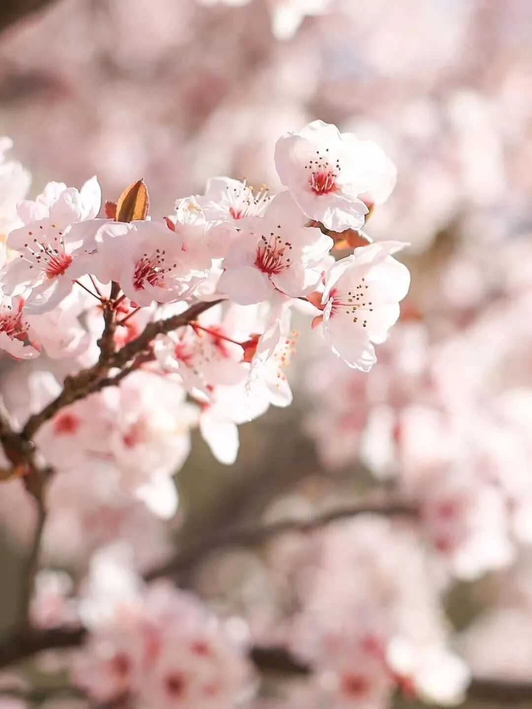 挖到一处桃源秘境，多次登榜《国家地理》春日必去！