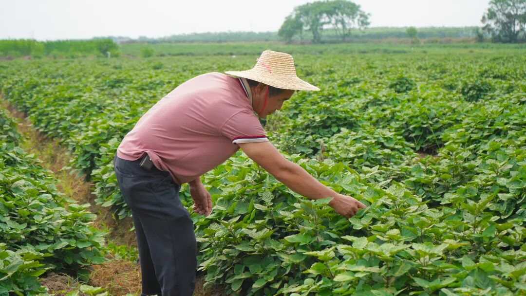 村民正观察广藿香的种植状态。吴东俊 摄