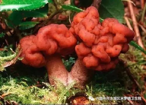 菌类知识百科_菌类知识科普_菌类知识