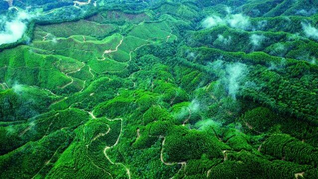 广西国有高峰林场