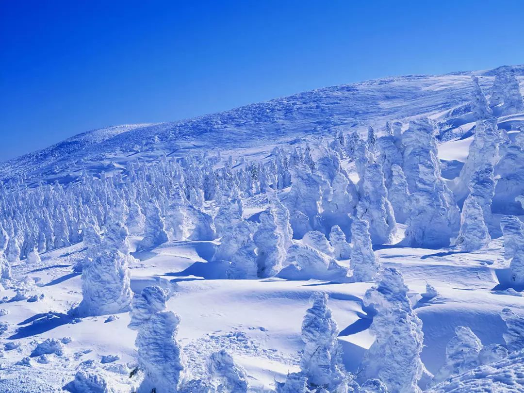 深度丨日本冬天才能看到的「樹冰奇觀」，就在這兩個地方！ 未分類 第7張