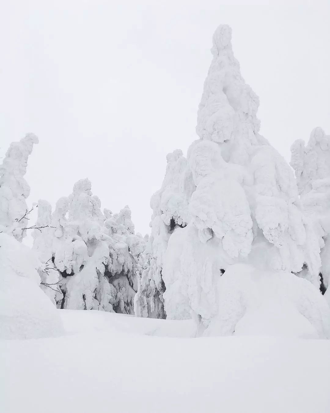 深度丨日本冬天才能看到的「樹冰奇觀」，就在這兩個地方！ 未分類 第10張