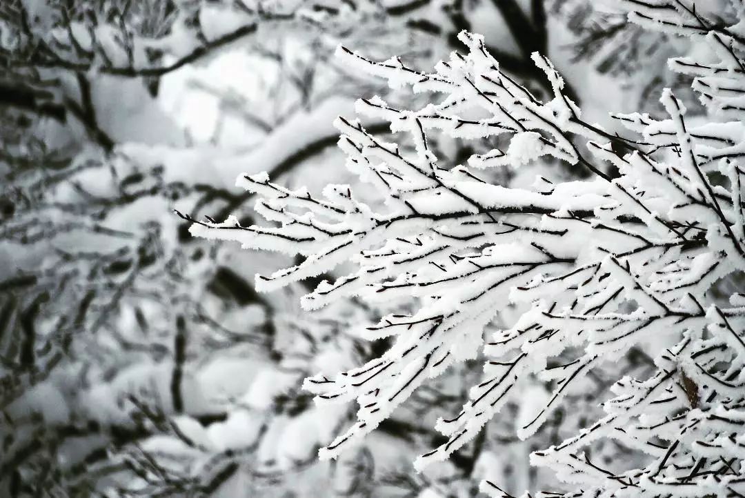 深度丨日本冬天才能看到的「樹冰奇觀」，就在這兩個地方！ 未分類 第4張