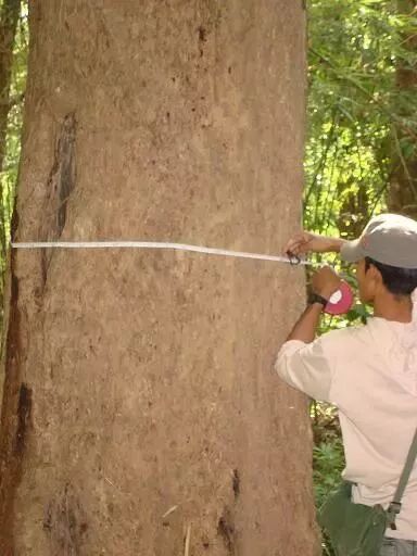 谁是红木市场的"中流砥柱"？