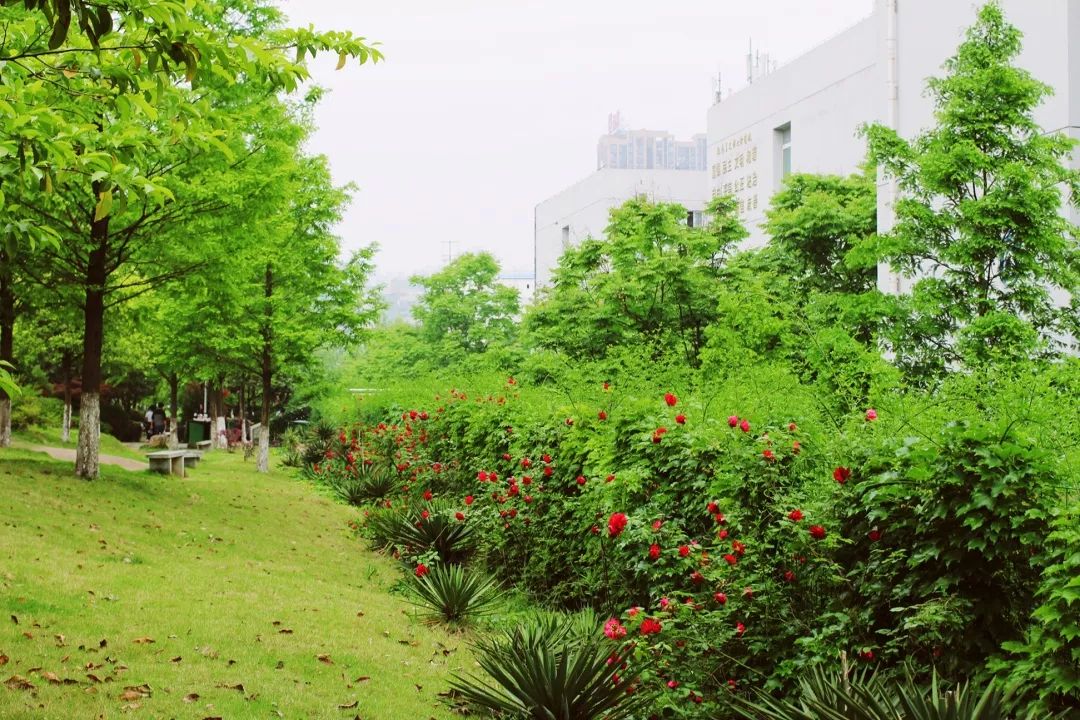 植樹節漲姿勢，小夏帶你認識華夏的校花校草們～ 親子 第28張