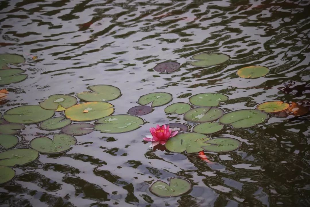 植樹節漲姿勢，小夏帶你認識華夏的校花校草們～ 親子 第20張