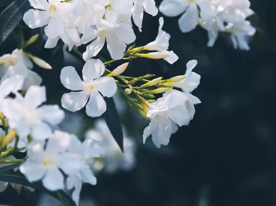 植樹節漲姿勢，小夏帶你認識華夏的校花校草們～ 親子 第23張