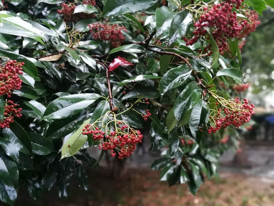 植樹節漲姿勢，小夏帶你認識華夏的校花校草們～ 親子 第29張