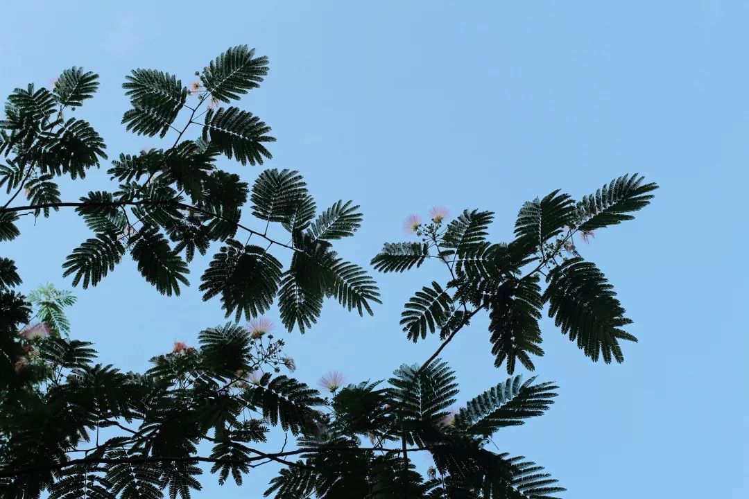 植樹節漲姿勢，小夏帶你認識華夏的校花校草們～ 親子 第21張