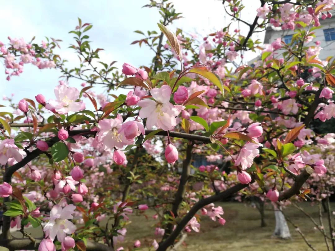 植樹節漲姿勢，小夏帶你認識華夏的校花校草們～ 親子 第8張