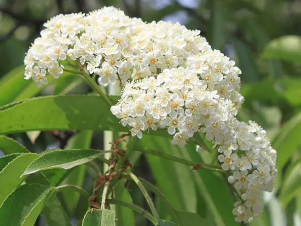 植樹節漲姿勢，小夏帶你認識華夏的校花校草們～ 親子 第30張