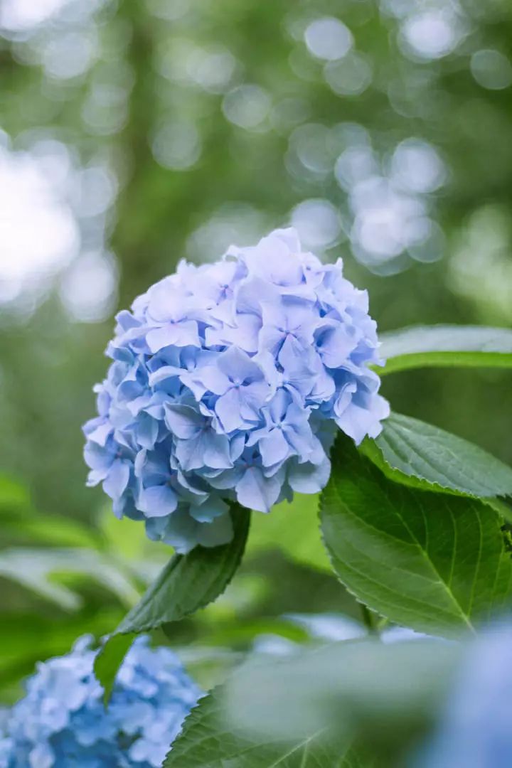 植樹節漲姿勢，小夏帶你認識華夏的校花校草們～ 親子 第16張