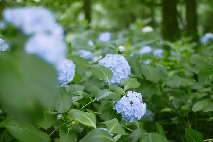 植樹節漲姿勢，小夏帶你認識華夏的校花校草們～ 親子 第15張