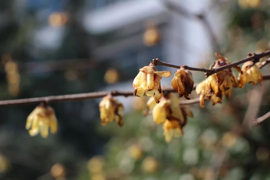 植樹節漲姿勢，小夏帶你認識華夏的校花校草們～ 親子 第3張