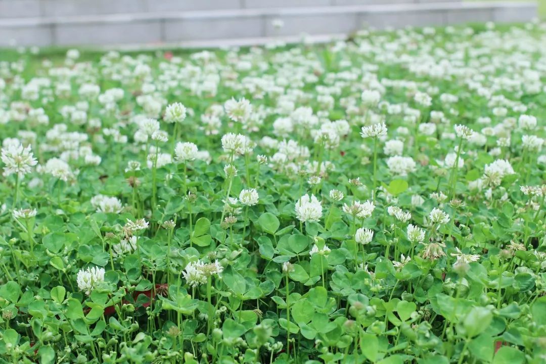 植樹節漲姿勢，小夏帶你認識華夏的校花校草們～ 親子 第14張