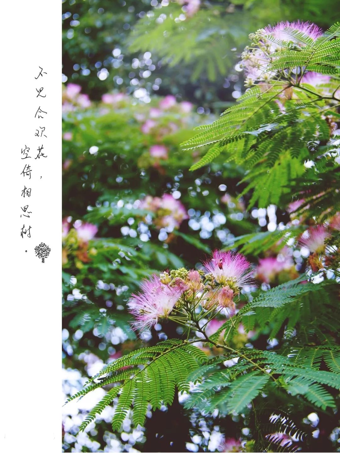 植樹節漲姿勢，小夏帶你認識華夏的校花校草們～ 親子 第22張