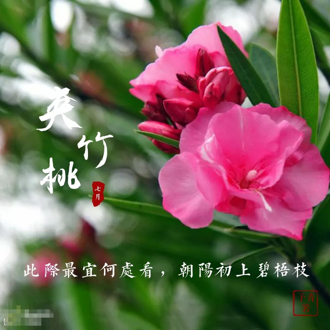 植樹節漲姿勢，小夏帶你認識華夏的校花校草們～ 親子 第24張