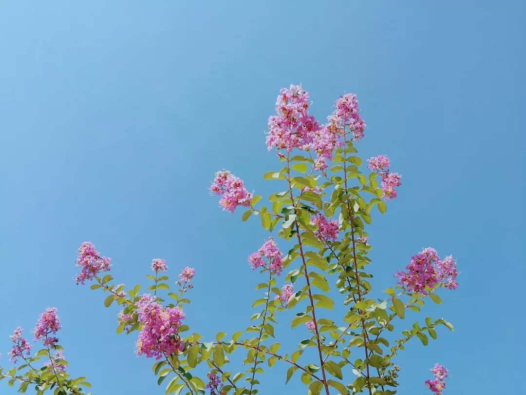 植樹節漲姿勢，小夏帶你認識華夏的校花校草們～ 親子 第25張