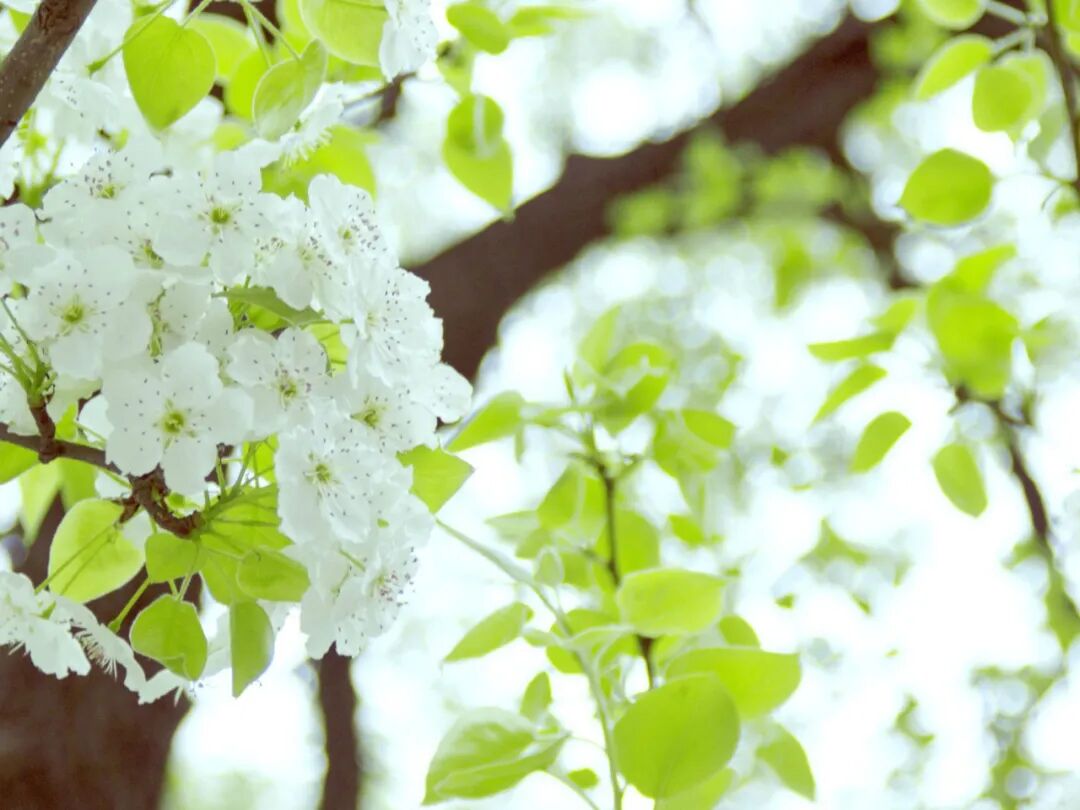 美丽河北25万亩梨园花事正盛赵县梨花节本周末举办