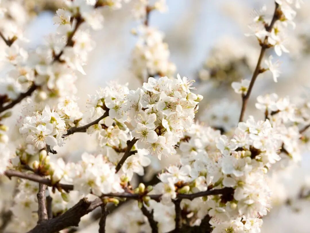 美丽河北:25万亩梨园花事正盛!赵县梨花节本周末举办