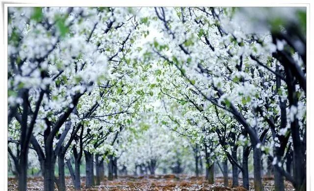 美丽河北:25万亩梨园花事正盛!赵县梨花节本周末举办