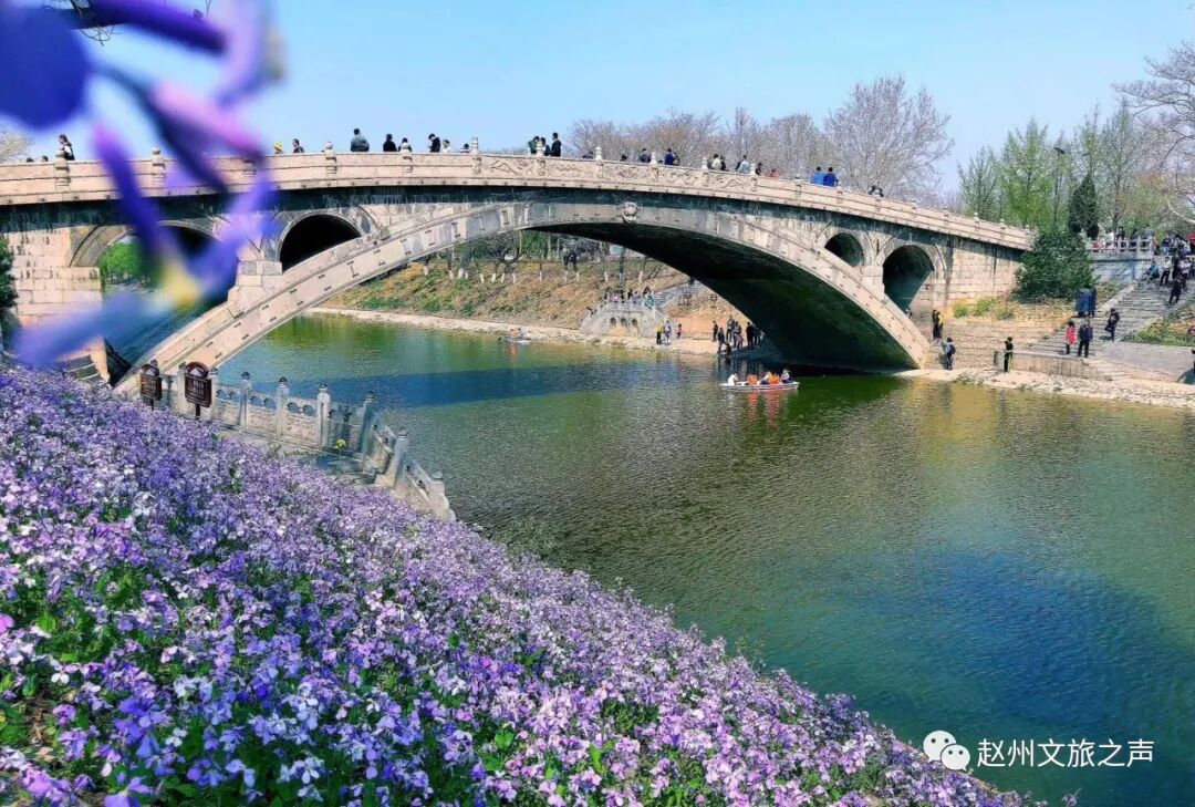 美丽河北25万亩梨园花事正盛赵县梨花节本周末举办