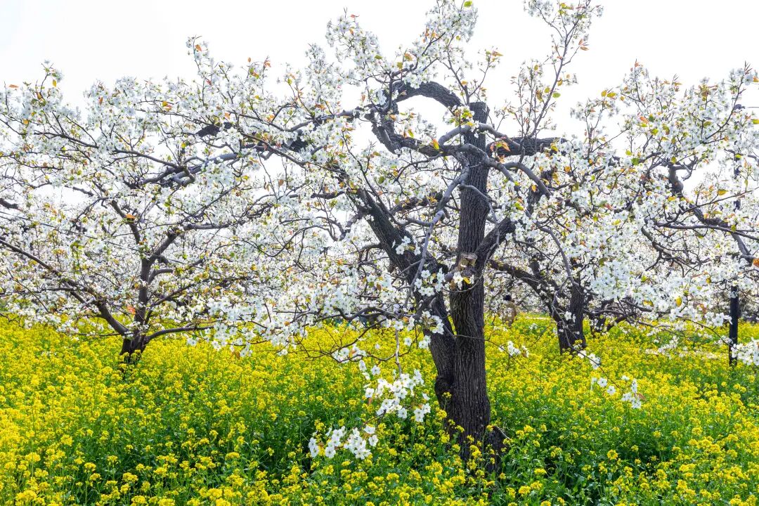 美丽河北25万亩梨园花事正盛赵县梨花节本周末举办