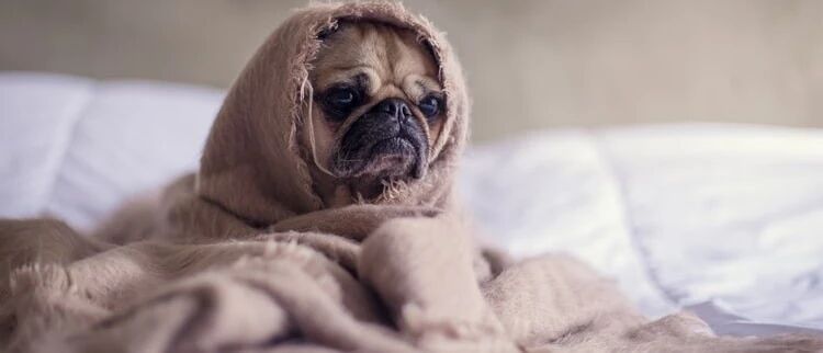 你永远也叫不醒一个装睡的人？没关系，科学家首次通过大脑活动辨别梦和清醒！