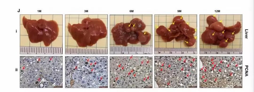 保健品讓你健康永駐？也許只是交了智商稅！ 健康 第12張