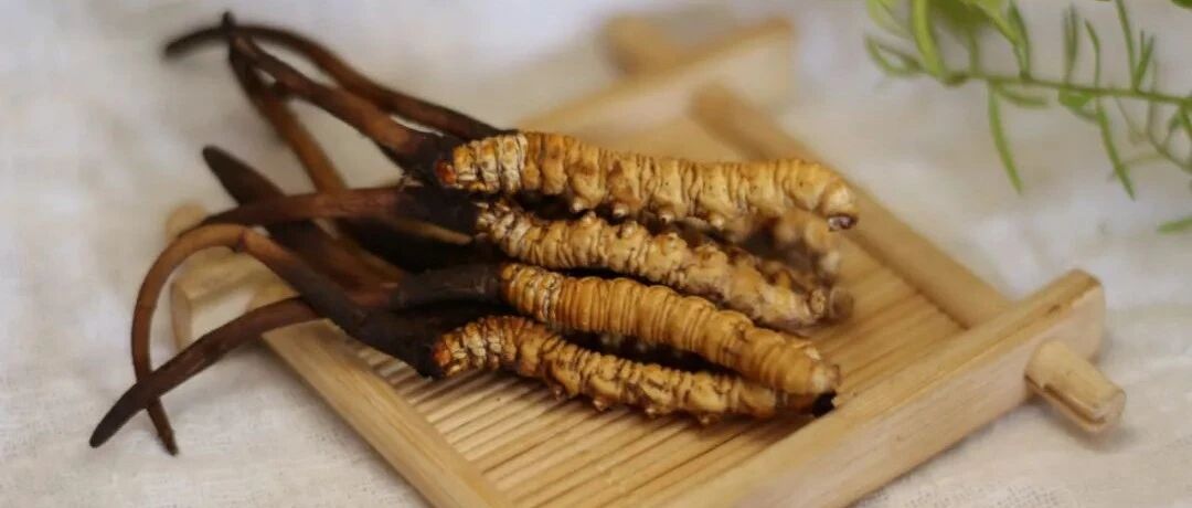 冬虫夏草能抗癌？最新研究来了！已开始临床实验