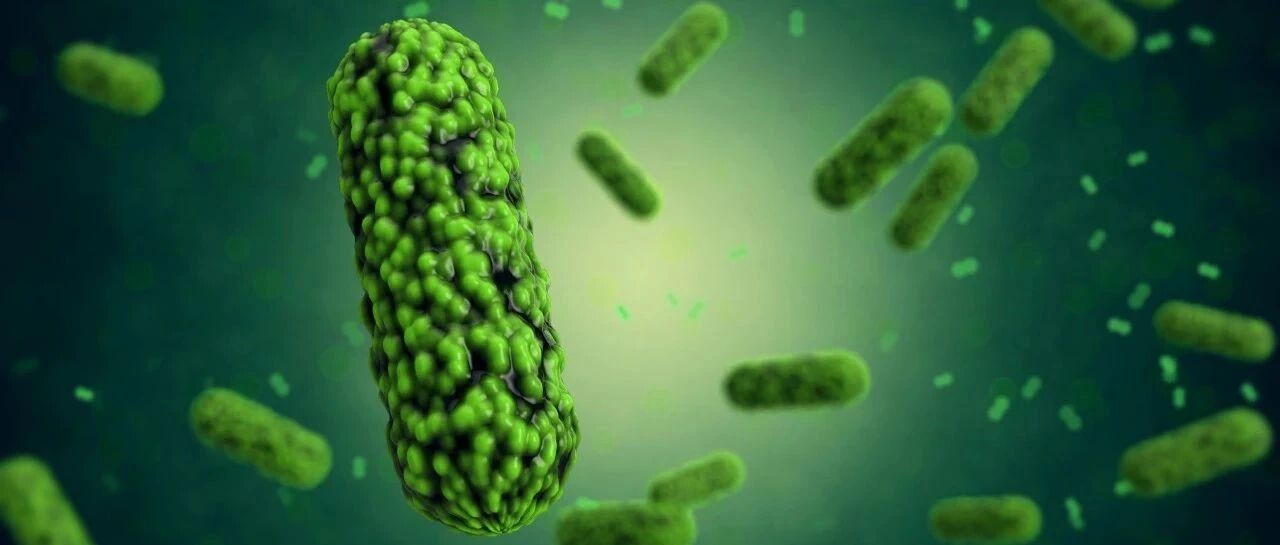 减肥总是不成功？可能你的肠道菌群出了问题