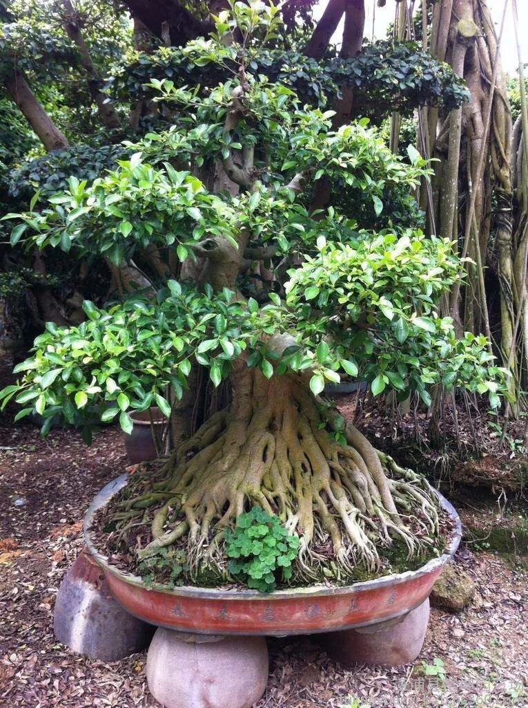 人参盆景养榕树好吗_人参盆景养榕树好不好_人参榕树盆景怎么养